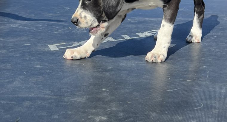 Boxer/Dalmatian Puppies for Sale in Kinsale