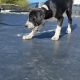 Boxer/Dalmatian Puppies for Sale in Kinsale