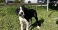 Boxer/Dalmatian Puppies for Sale in Kinsale