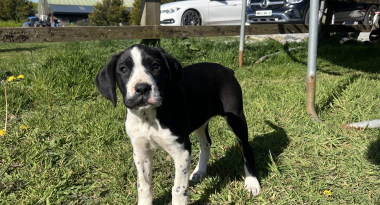 Boxer/Dalmatian Puppies for Sale in Kinsale