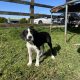 Boxer/Dalmatian Puppies for Sale in Kinsale