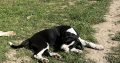 Boxer/Dalmatian Puppies for Sale in Kinsale