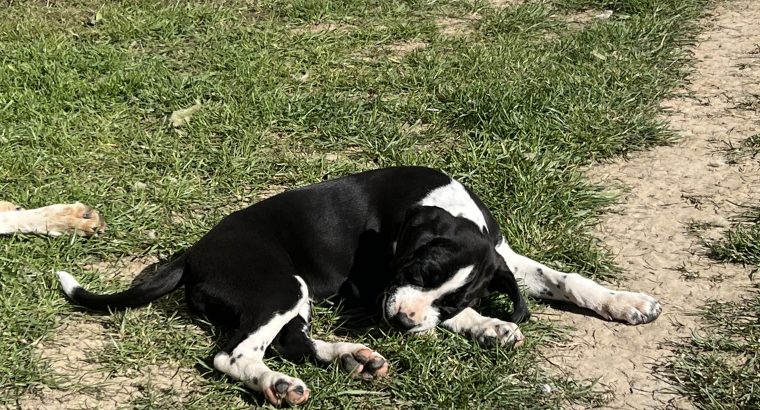 Boxer/Dalmatian Puppies for Sale in Kinsale