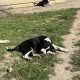 Boxer/Dalmatian Puppies for Sale in Kinsale