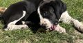 Boxer/Dalmatian Puppies for Sale in Kinsale
