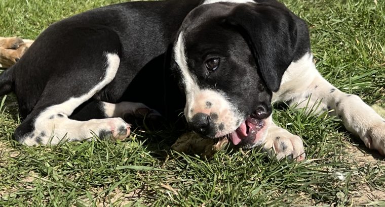 Boxer/Dalmatian Puppies for Sale in Kinsale
