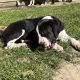 Boxer/Dalmatian Puppies for Sale in Kinsale
