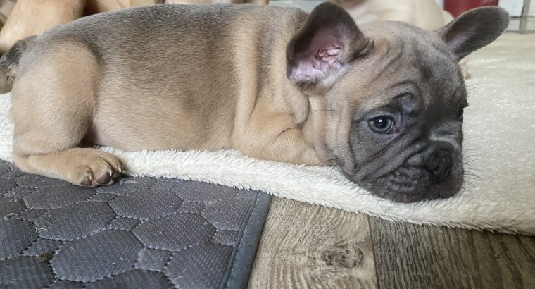 Fawn French Bulldog Puppies for Sale in Ireland