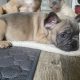 Fawn French Bulldog Puppies for Sale in Ireland