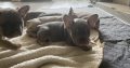 Fawn French Bulldog Puppies for Sale in Ireland