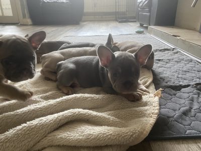 Fawn French Bulldog Puppies for Sale in Ireland