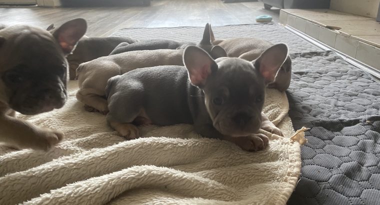 Fawn French Bulldog Puppies for Sale in Ireland