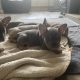 Fawn French Bulldog Puppies for Sale in Ireland