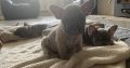 Fawn French Bulldog Puppies for Sale in Ireland