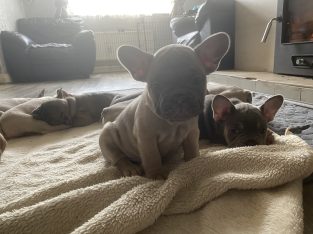 French bulldog