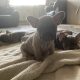 Fawn French Bulldog Puppies for Sale in Ireland