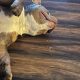 American Bully Pocket Puppies in Baltinglass
