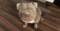 American Bully Pocket Puppies in Baltinglass