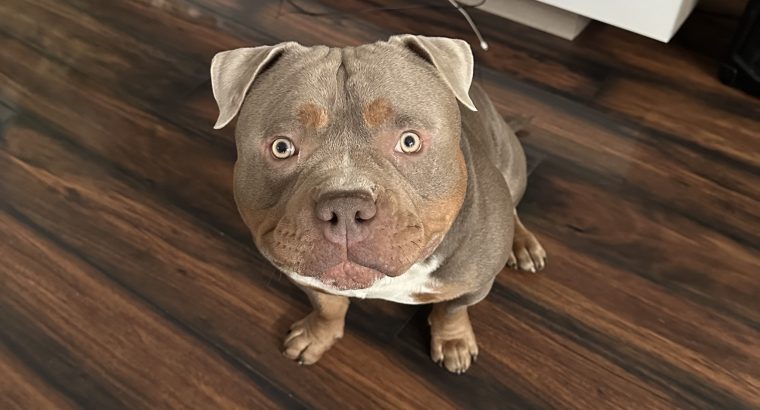 American Bully Pocket Puppies in Baltinglass