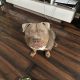 American Bully Pocket Puppies in Baltinglass