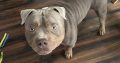 American Bully Pocket Puppies in Baltinglass
