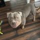 American Bully Pocket Puppies in Baltinglass