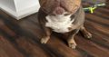 American Bully Pocket Puppies in Baltinglass