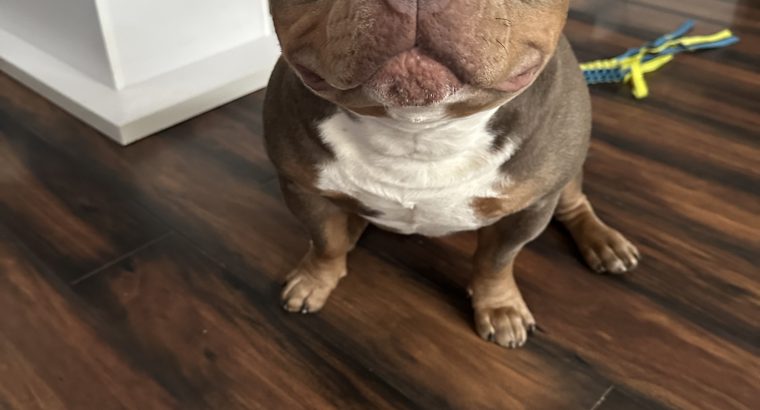 American Bully Pocket Puppies in Baltinglass
