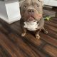 American Bully Pocket Puppies in Baltinglass
