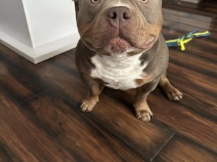 American Bully Pocket Puppies in Baltinglass