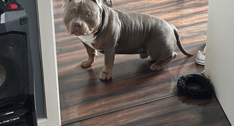 American Bully Pocket Puppies in Baltinglass