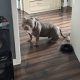 American Bully Pocket Puppies in Baltinglass