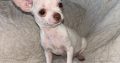 Chihuahua Puppies for Sale in Kildare