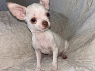 Chihuahua Puppies for Sale in Kildare