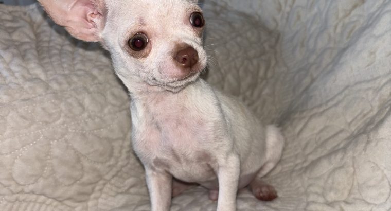 Chihuahua Puppies for Sale in Kildare