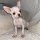Chihuahua Puppies for Sale in Kildare