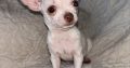 Pure breed chihuahua for sale