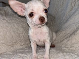 Pure breed chihuahua for sale