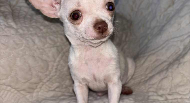 Pure breed chihuahua for sale