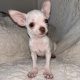 Pure breed chihuahua for sale