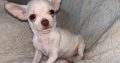 Chihuahua Puppies for Sale in Kildare