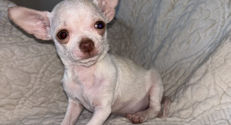 Chihuahua Puppies for Sale in Kildare