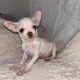 Chihuahua Puppies for Sale in Kildare