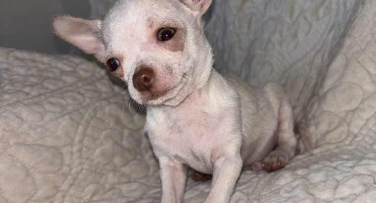 Pure breed chihuahua for sale