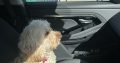 Golden Cockapoo for Sale in Galway City – IKC