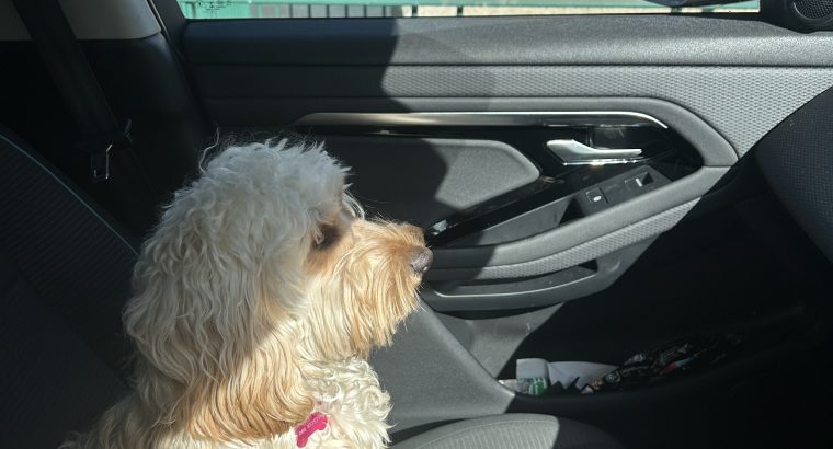 Golden Cockapoo for Sale in Galway City – IKC