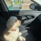Golden Cockapoo for Sale in Galway City – IKC