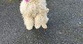 Golden Cockapoo for Sale in Galway City – IKC