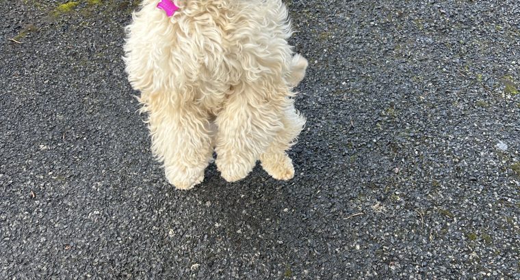 Golden Cockapoo for Sale in Galway City – IKC