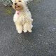 Golden Cockapoo for Sale in Galway City – IKC